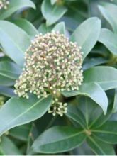 Skimmia japonica Fragrant Cloud