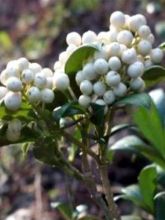 Skimmia japonica Kew White