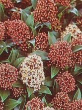 Skimmia du Japon 'Marlot'