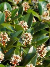 Skimmia du Japon 'Olympic Flame'