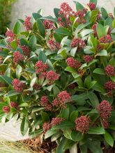 Skimmia japonica Rubella