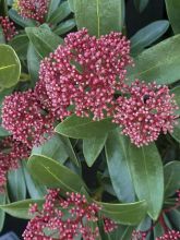 Skimmia du Japon 'Rubesta '