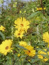 Helianthus atrorubens Monarch - Soleil vivace