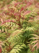 Sorbaria sorbifolia Sem - Fausse Spirée à feuilles de sorbier