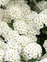 Spirée à feuilles de bouleau - Spiraea betulifolia Island