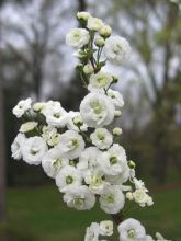 Spiraea prunifolia Plena - Spirée blanche
