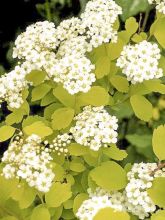 Spiraea vanhouttei Gold Fountain - Spirée de Van Houtte dorée