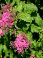 Spirée japonaise Crispa - Spiraea japonica 