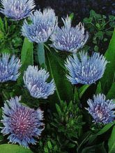 Stokesia laevis 'Blue Star'