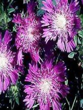 Stokesia laevis Purple Parasols