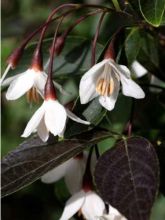 Styrax japonica Evening Light - Styrax japonais.