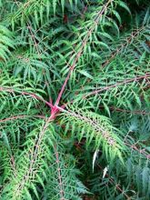 Sumac lacinié - Rhus glabra laciniata