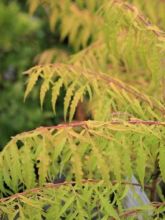 Sumac de Virginie Tiger Eyes® 'Bailtiger'