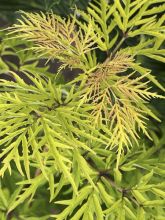 Sureau Lemony Lace - Sambucus racemosa