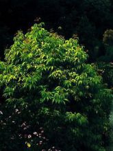 Sureau à grappes 'Plumosa Aurea'