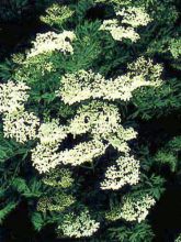 Sureau noir - Sambucus nigra Laciniata