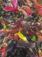 Sycoparrotia 'Autunno Rosso'