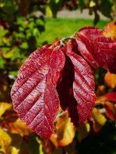 Sycoparrotia 'Purple Haze'