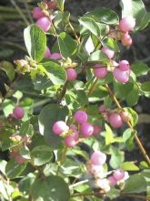 Symphorine - Symphoricarpos doorenbosii Amethyst