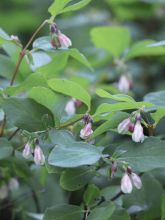 Symphorine - Symphoricarpos Arvid