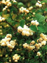 Symphorine, Symphoricarpos doorenbosii White Hedge