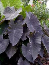 Colocasia Black magic - Oreille d'Eléphant 