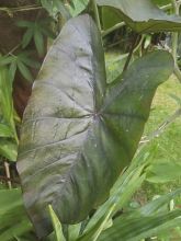 Colocasia Sangria - Oreille d'Eléphant 