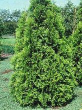 Thuya du Canada -Thuja occidentalis Brabant  