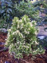 Thuja orientalis Fleck - Thuya de Chine ou Thuya d'Orient