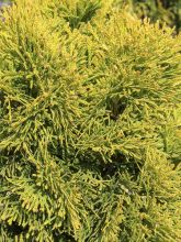 Thuya du Canada - Thuja occidentalis Golden Smaragd