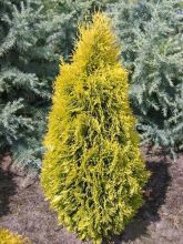 Thuya du Canada - Thuja occidentalis Jantar