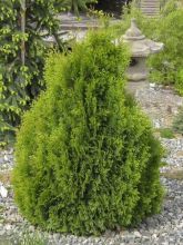 Thuya du Canada - Thuja occidentalis Miky