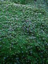 Thym laineux en godet - Thymus pseudolanuginosus
