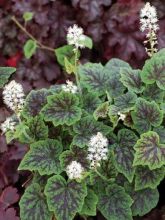 Tiarella Appalachian Trail - Tiarelle cordifoliée