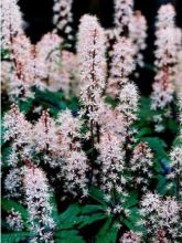 Tiarelle Hybride - Tiarella Ninja