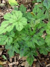 Tiarelle - Tiarella Running Tiger