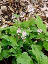 Tiarelle - Tiarella Tiger Stripe