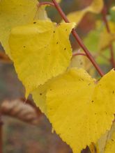 Tilia platyphyllos Rubra - Tilleul à grandes feuilles