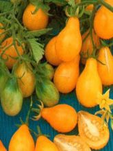 Tomate Poire jaune (Yellow Pearshaped) - Tomate Cerise