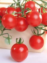 Tomate Pepe F1 - Solanum lycopersicum  