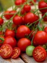 Tomate Supersweet 100 F1 - Solanum lycopersicum 