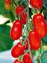 Tomate Trilly F1 - Solanum lycopersicum 