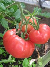 Tomate Rose de Berne