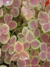 Trifolium repens Pentaphyllum - Trèfle blanc à feuilles pourpres