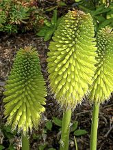 Kniphofia Limelight - Tritoma.