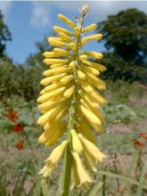 Kniphofia Minister Verschuur - Tritoma jaune soufre