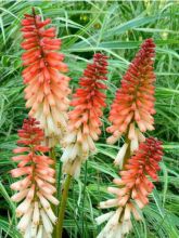 Kniphofia Orange Vanilla Popsicle - Tritoma rouge, orange et blanc