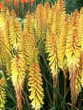 Tritoma - Kniphofia Pineapple Popsicle