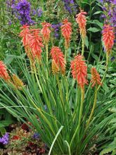 Kniphofia Redhot Popsicle - Tritoma