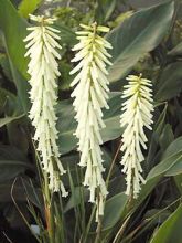 Kniphofia Vanilla - Tritoma